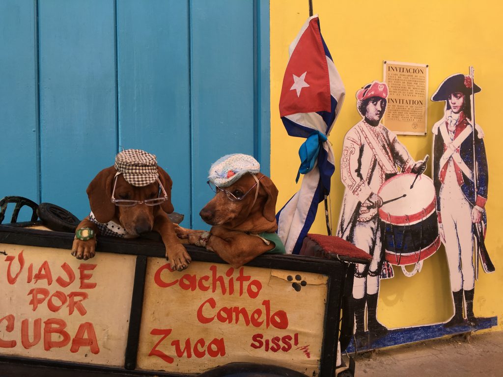 Trained dogs in Plaza de Armas in Havana when you visit Havana