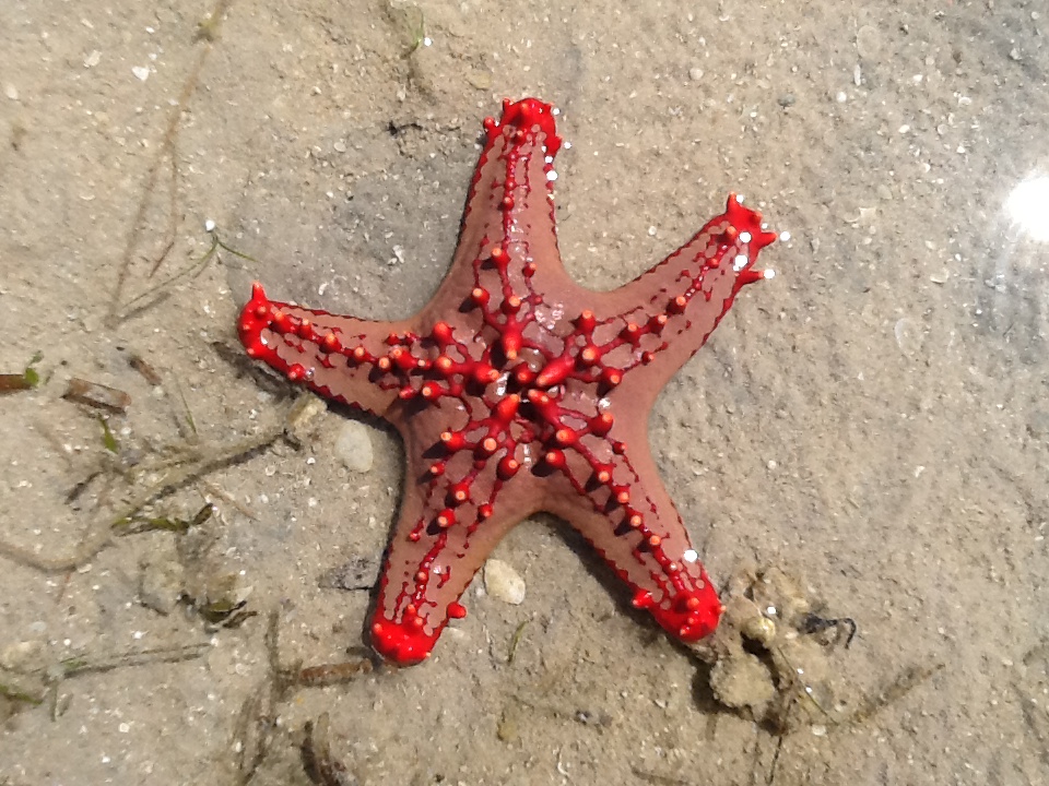 Starfish on the beaches of Mozambique