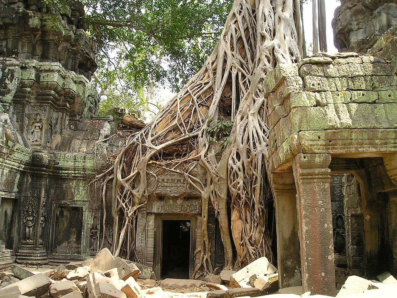 A large tree root encroaches on the temples in Angkor Wat