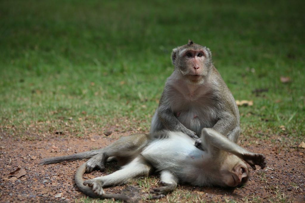 Two Cambodian macaque monkeys on the ground. 