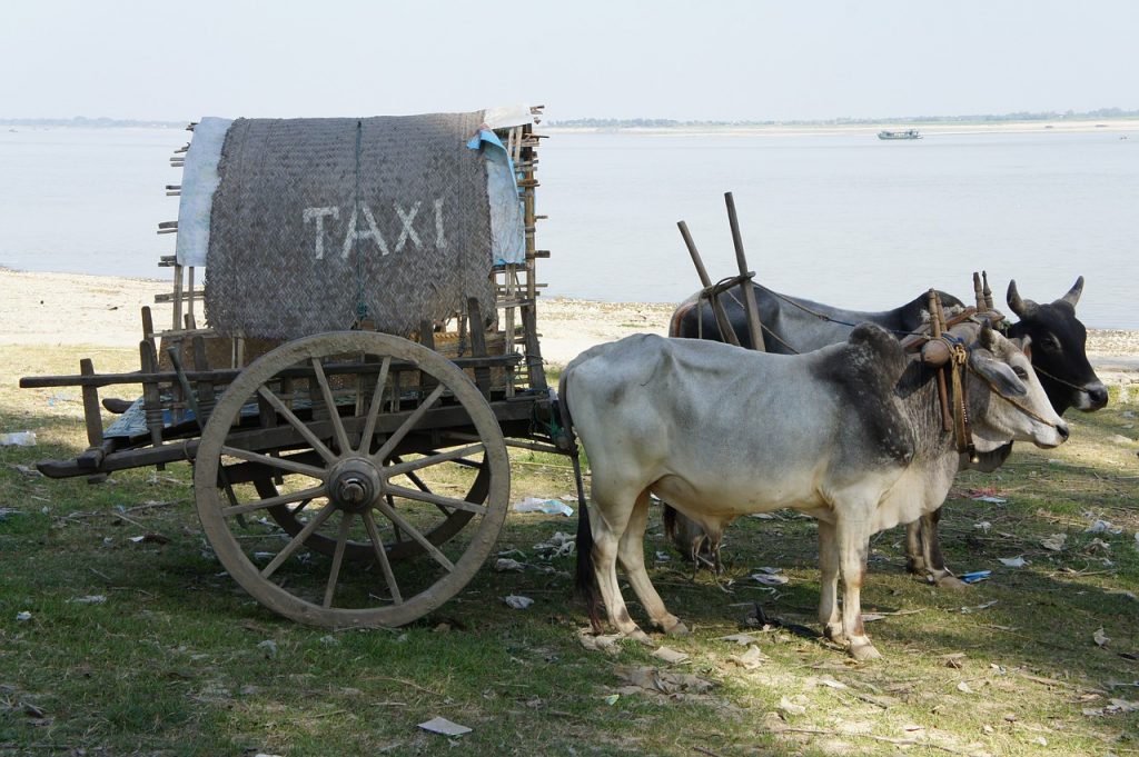 Beware transportation tourist scams. Two oxen pulling a cart with a taxi sign on it.