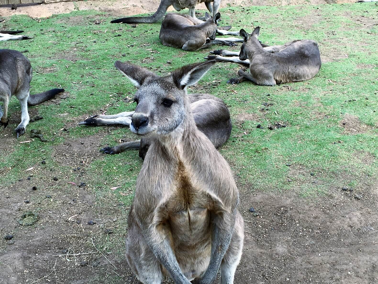 Incredible Australian Wildlife Sanctuaries You Must See