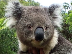 Koala in an Australian Wildlife Sanctuary