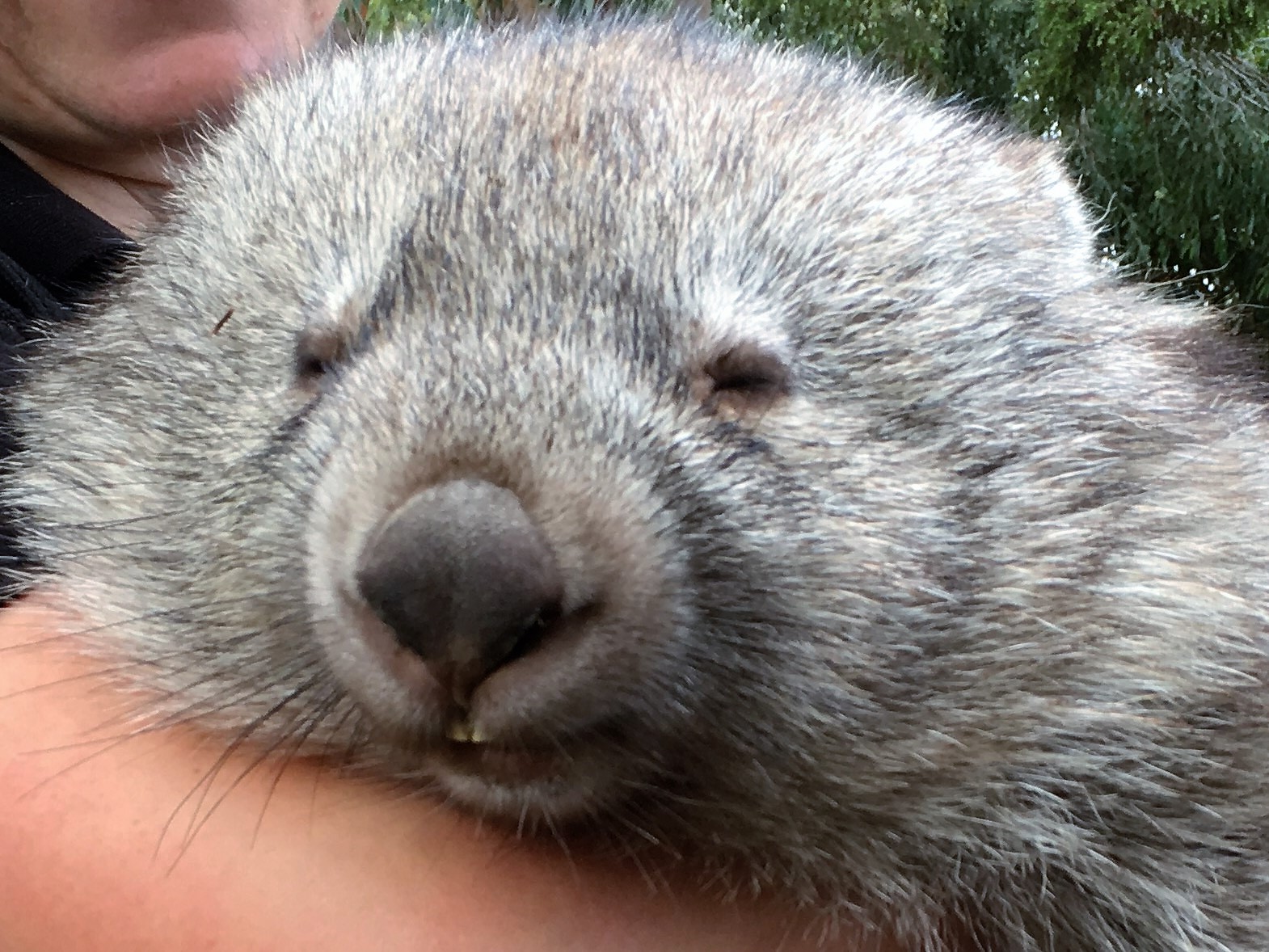 Wombat in Bonorong Wildlife Sanctuary, an Australian Wildlife Sanctuary