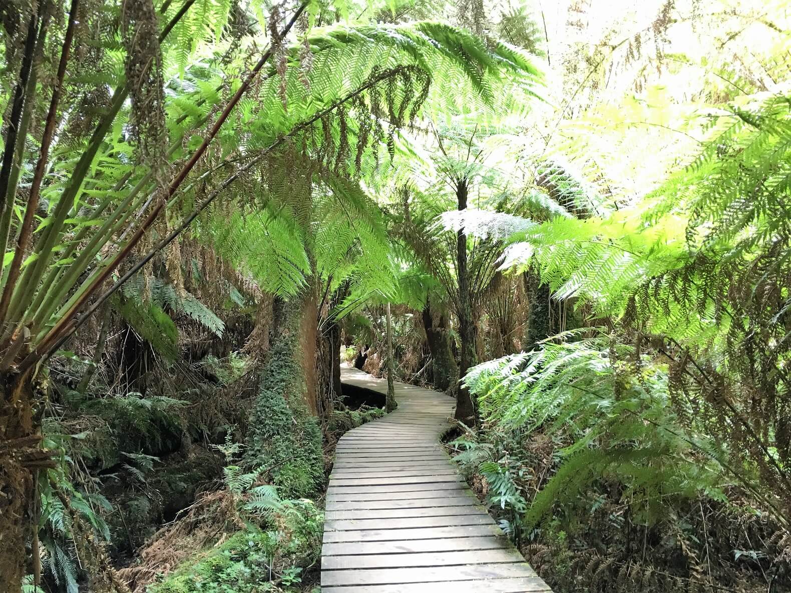 Rain forest in New Zealand