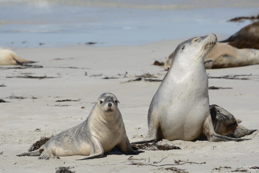 Australian sea lions on Kangaroo Island day trip