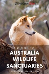 A Wild Dingo at an Australian Wildlife Sanctuary