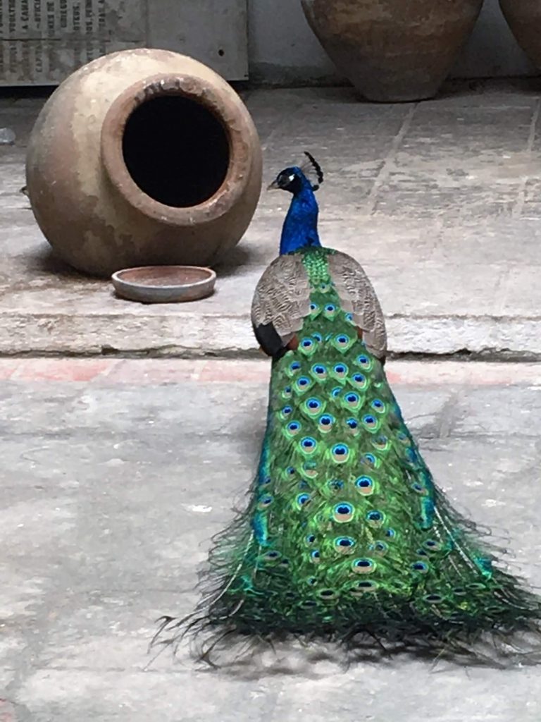 Peacock in Havana