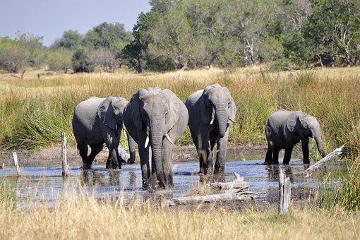 Okavango Delta bucket list