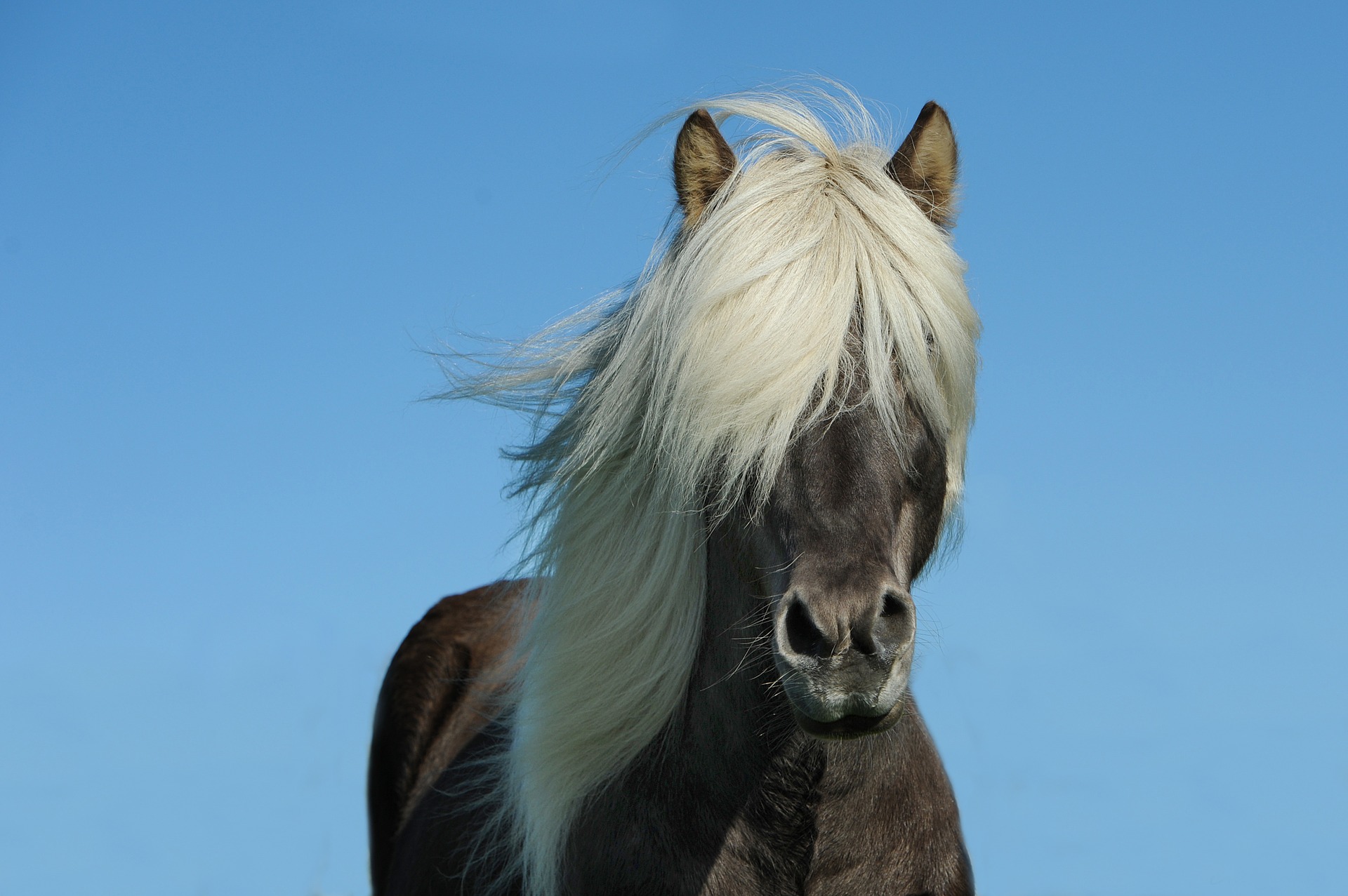 Best Things to do in Iceland - See the Icelandic Ponies
