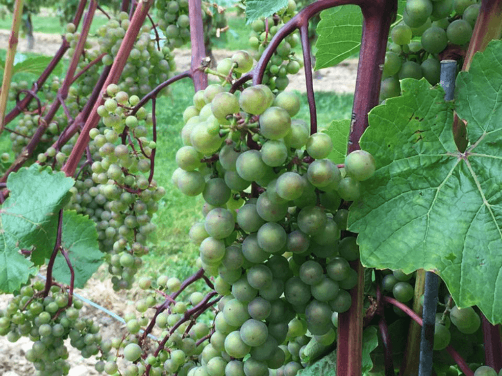 A bunch of grapes. 