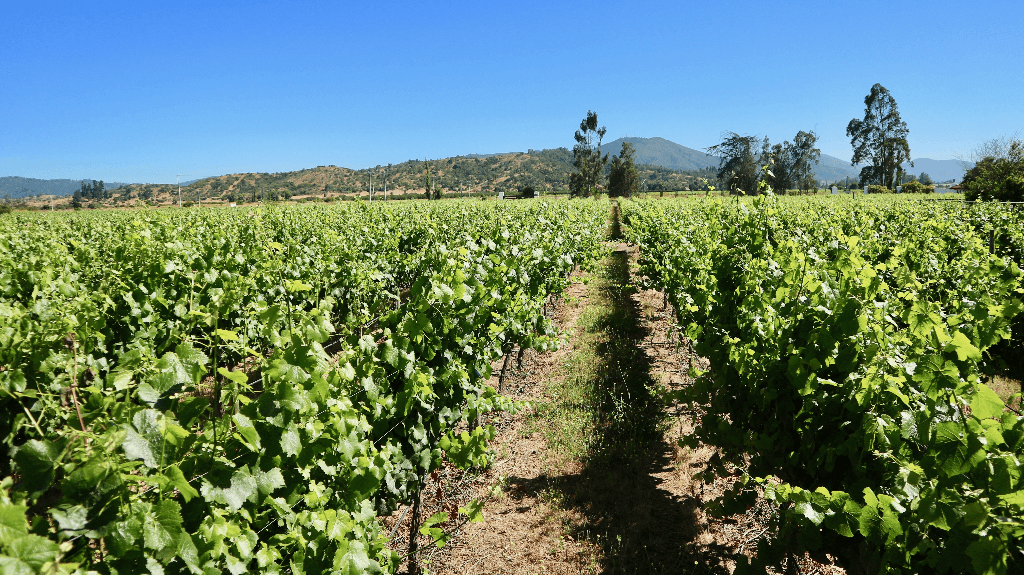 A vineyard 