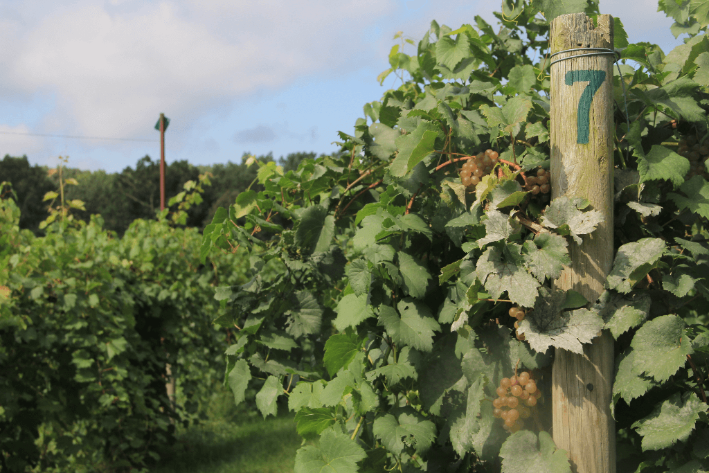 A vineyard in Indiana, one of the best wine regions in the Americas