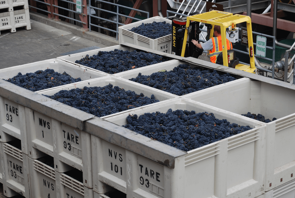 harvesting grapes