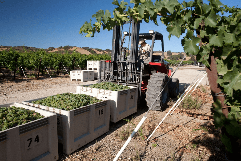 harvesting at one of the great wine regions of the Americas