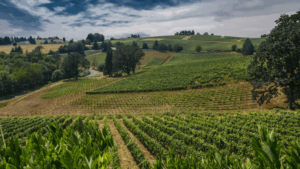 Oregon, one of the great wine regions of the Americas