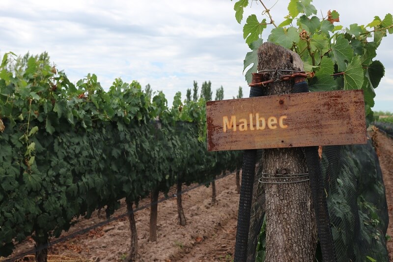 Malbec in the Mendoza wine region 