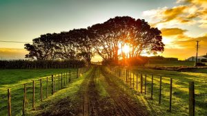 New Zealand wine region