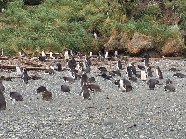 You see Magellan Penguins on trip from Buenos Aires to Patagonia
