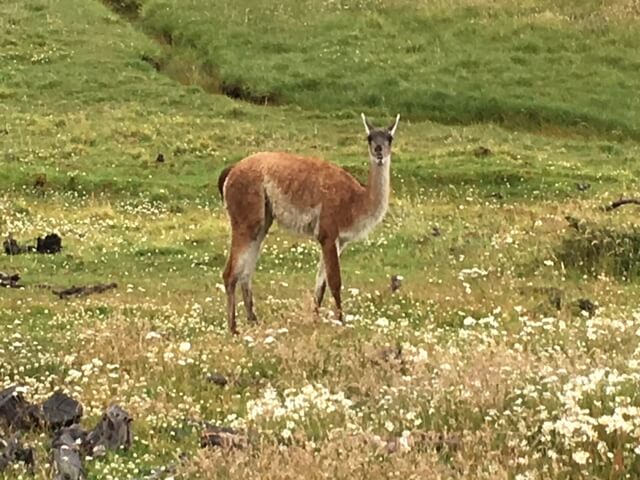 Guanaco seen on trip form Buenos Aires to Patagonia