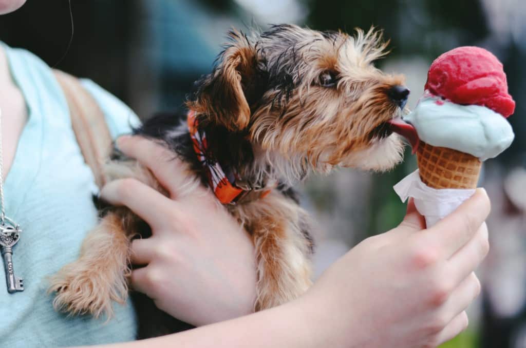 dog licking gourmet ice cream