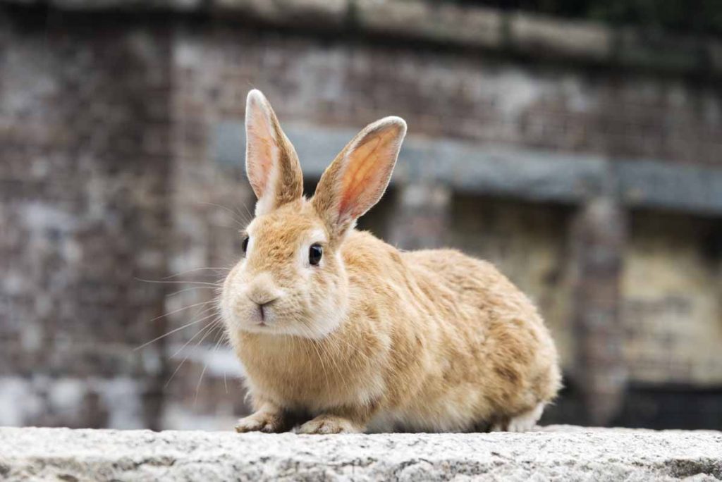 Fun Things to Do in Japan - Okunoshima