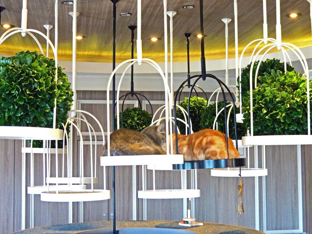 Cats in a cat cafe. One the cool things in Japan 
