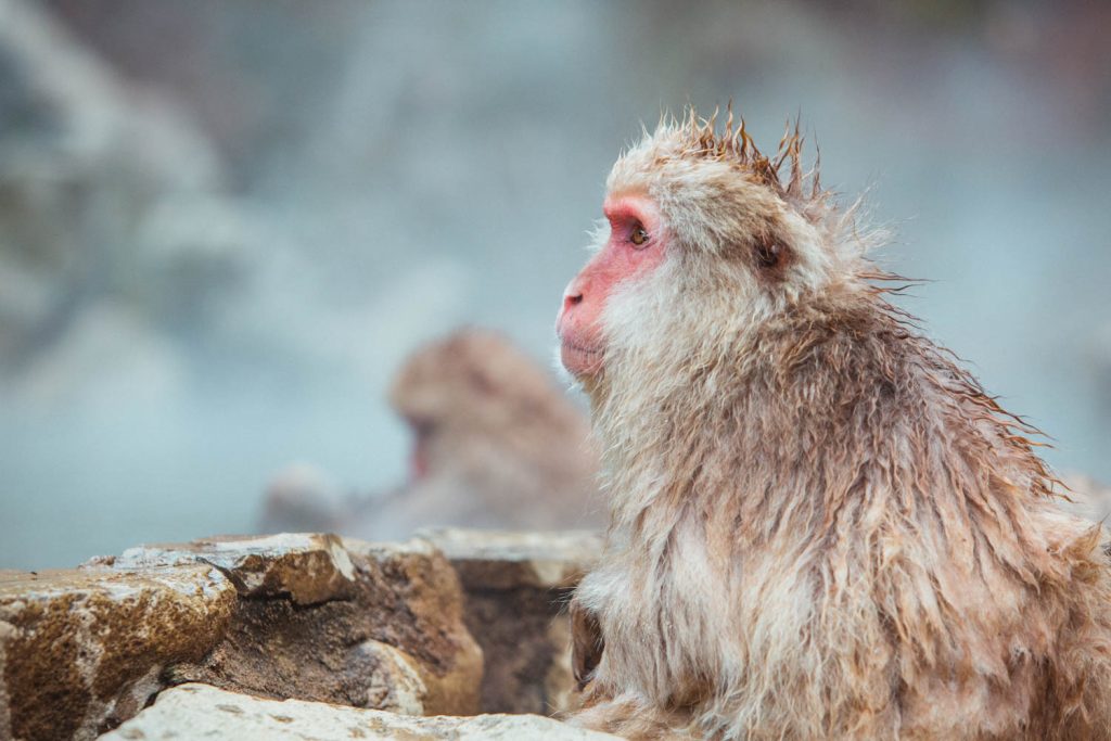 Cool Things About Japan - Japanese Snow Monkeys