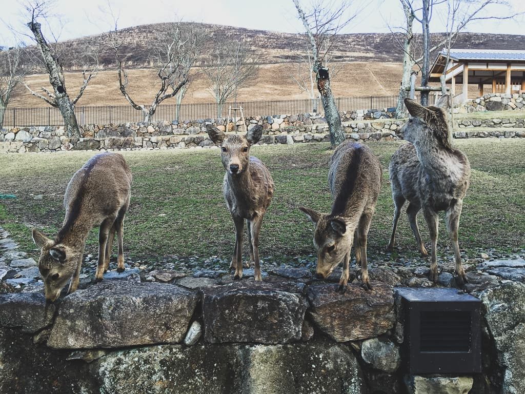 Things Japan Is Famous For - Nara Deer Park