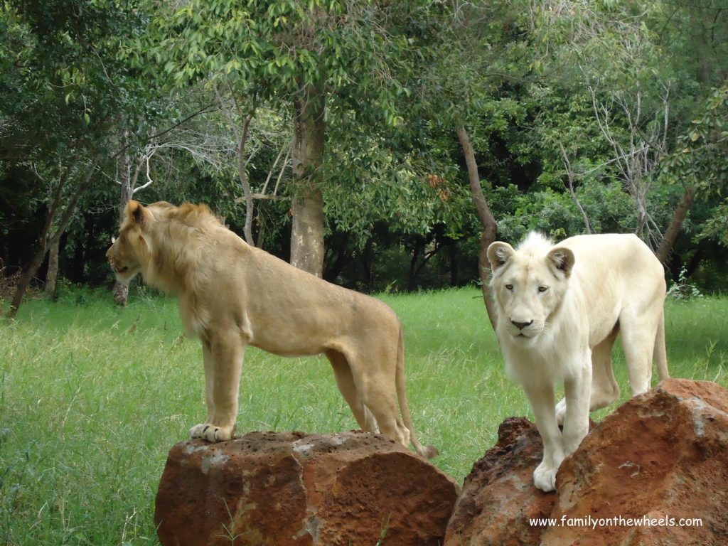 Best Places to See Wildlife - Mauritius, Lions