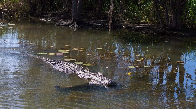 Best Places to See Wildlife - Australia, Crocodiles