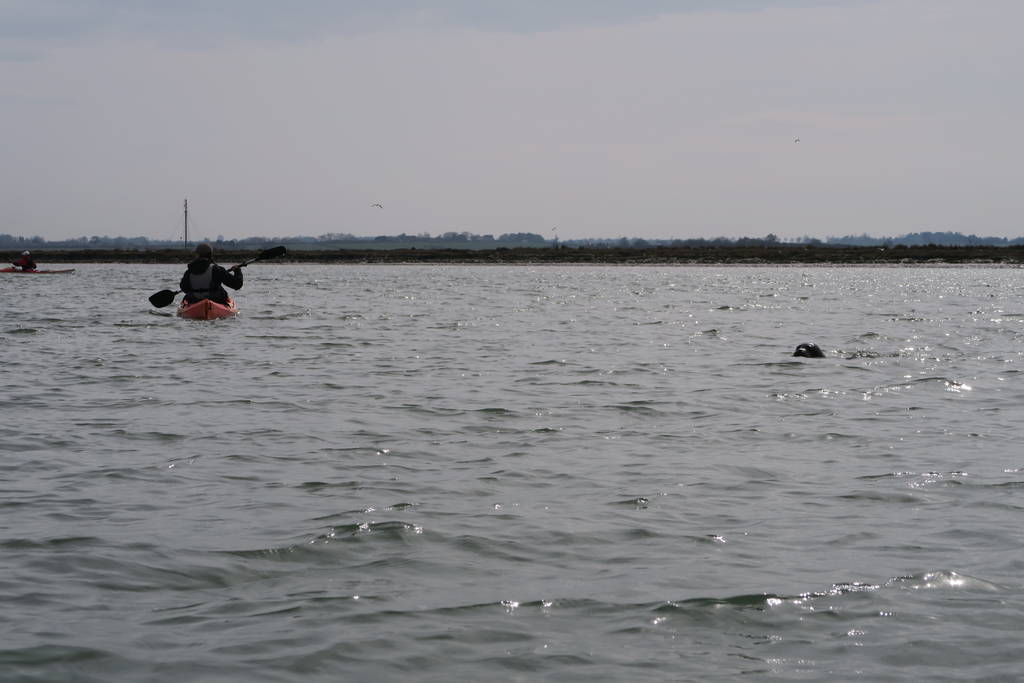 Wildlife in Europe: Kayaking with Seals