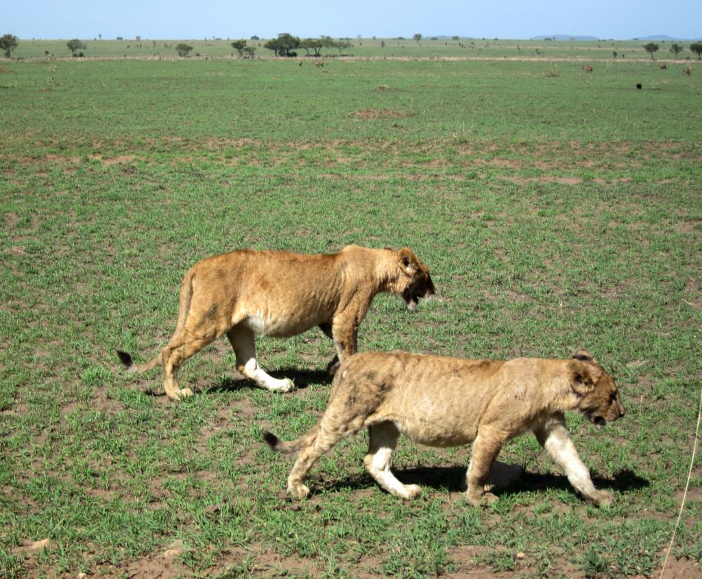 Wildlife Adventures in the Serengeti