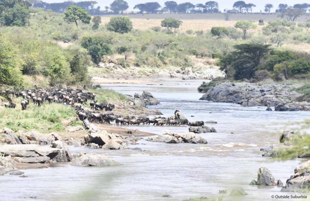 Wildlife Adventures - Wildebeest Migration