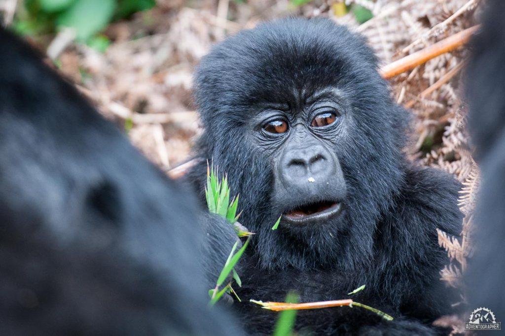 Wildlife Adventures with Silverback Gorillas in Rwanda