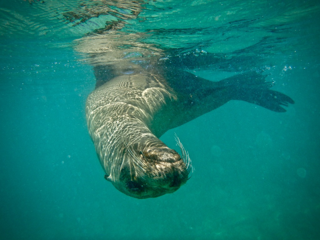 Wildlife Tourism Adventure with Seals in The Galapagos Islands