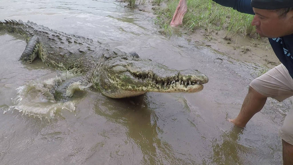Wildlife Encounter with a Crocodile in Costa Rica