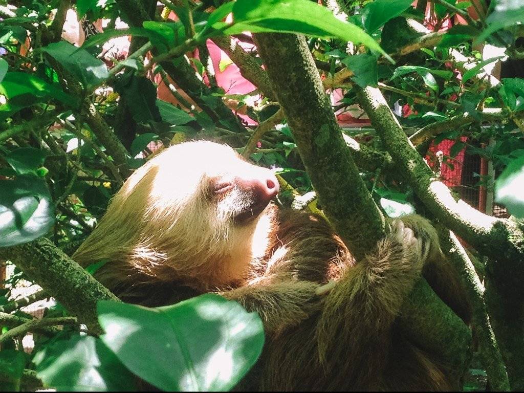 WIldlife Encounter with a Sloth in Costa Rica