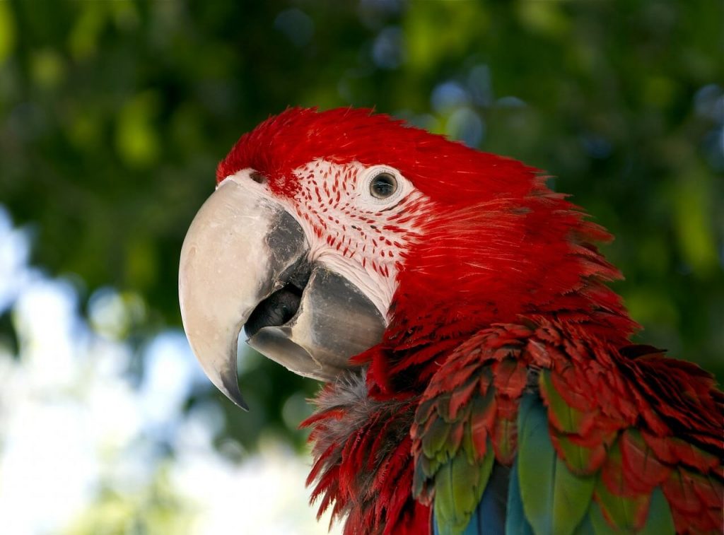 Macaw is one of the beautiful wildlife encounters