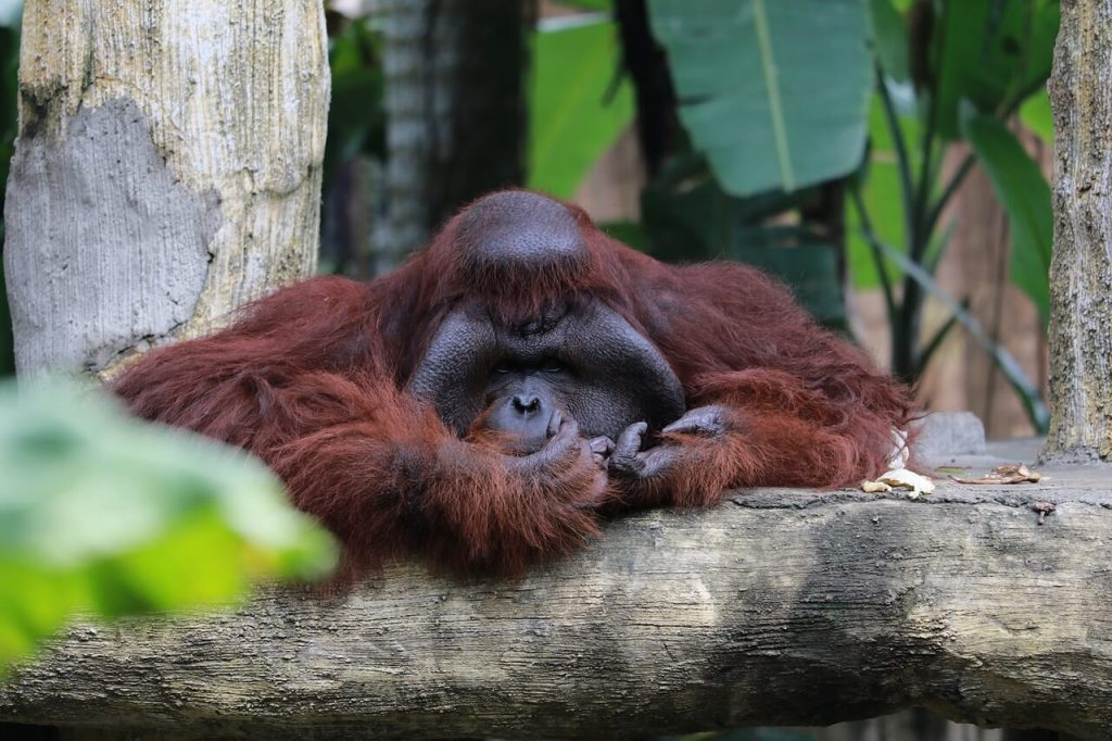 Orangutan. Best places to see wildlife in Asia