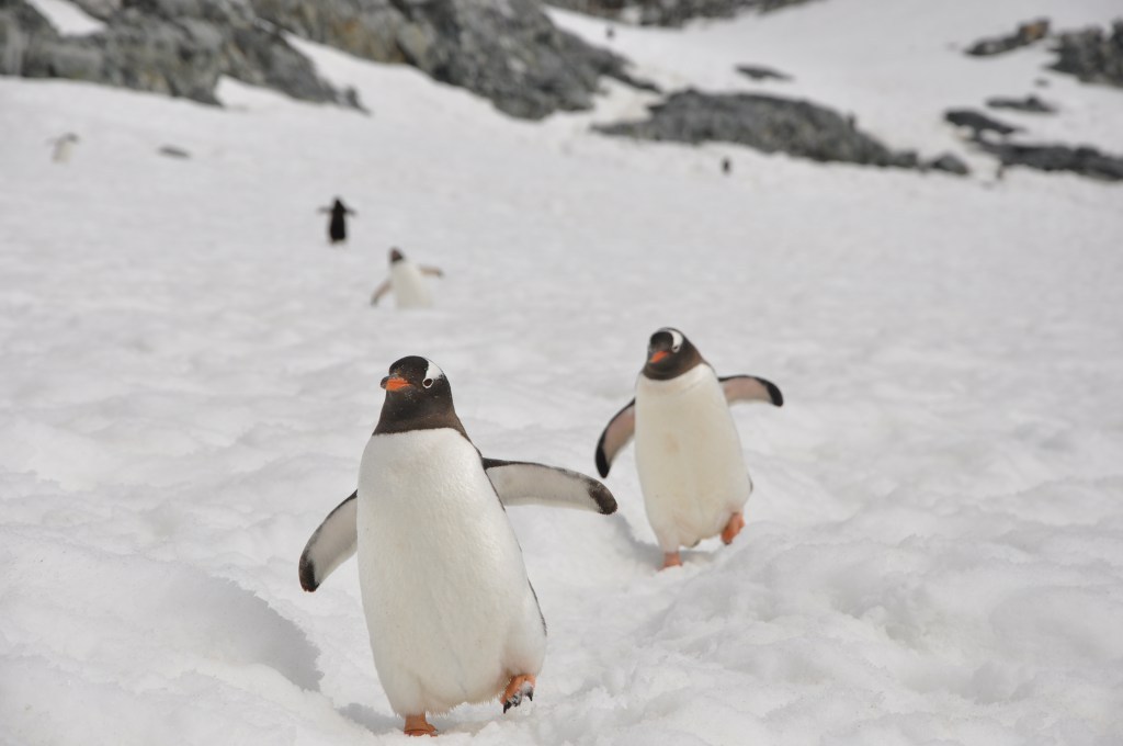 Wildlife Excursions in Antarctica