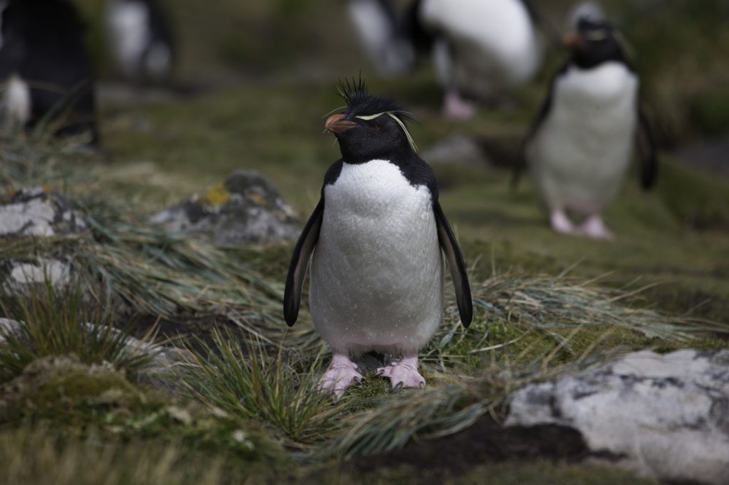 Wildlife Encounters - Rockhopper Penguins in the Falkland Islands
