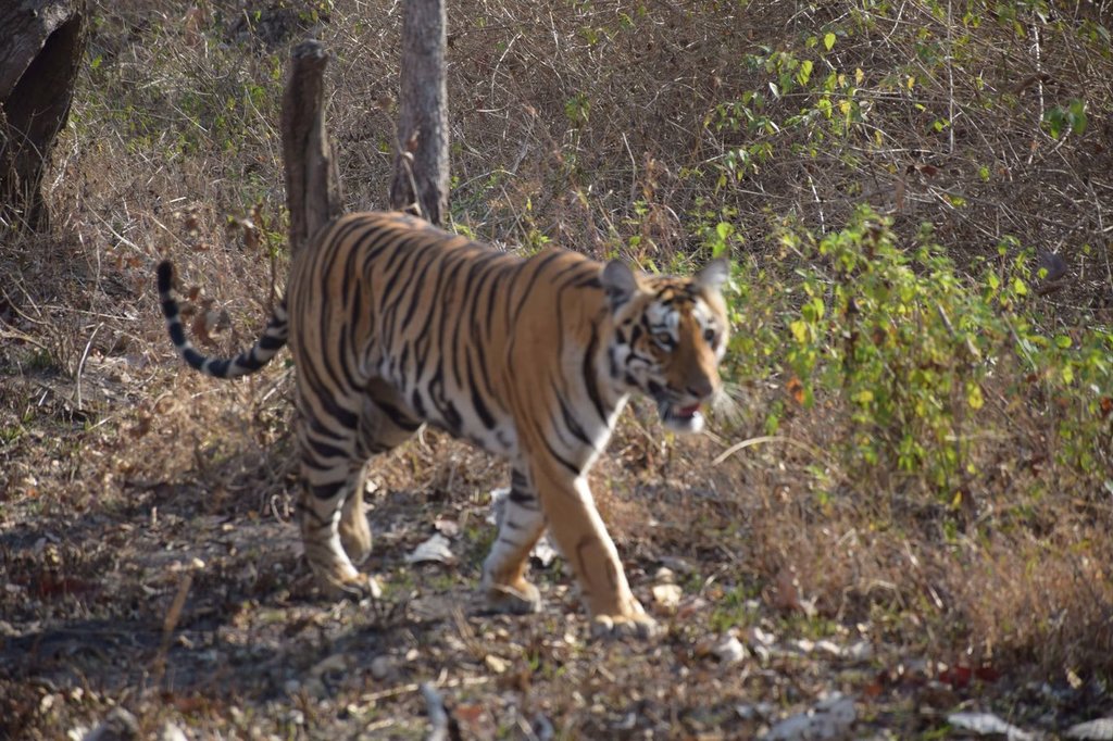 Best Places to See Wildlife - Tigers in India