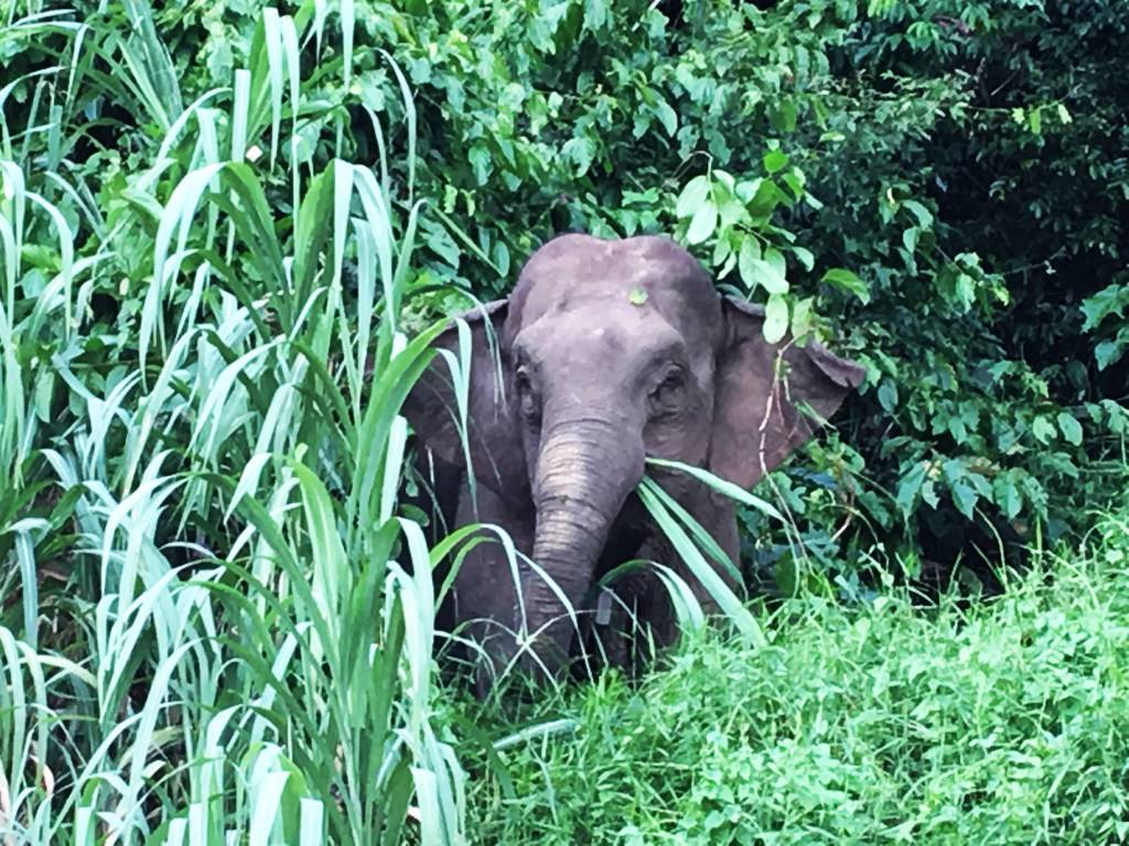 Best Places to See Wildlife - Borneo, Pygmy Elephant