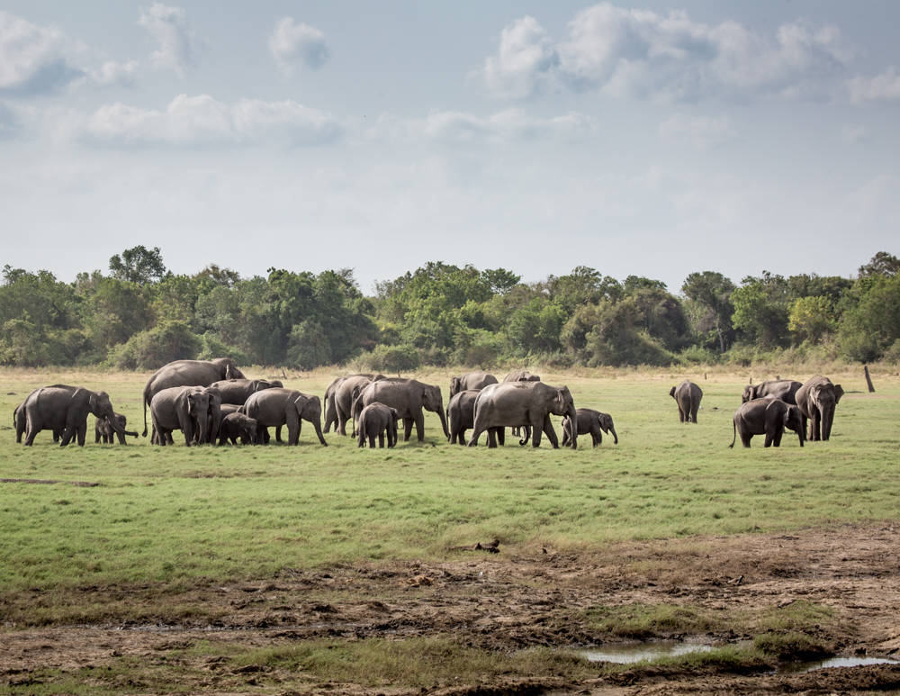 Best Places to See Wildlife - Sri Lanka, Elephants