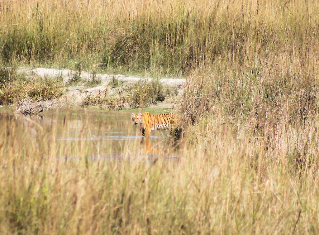 Best Places to See Wildlife - India, Bengal Tiger