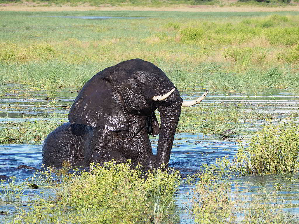african safari animals list Wildlife Sanctuary Adventure in Botswana