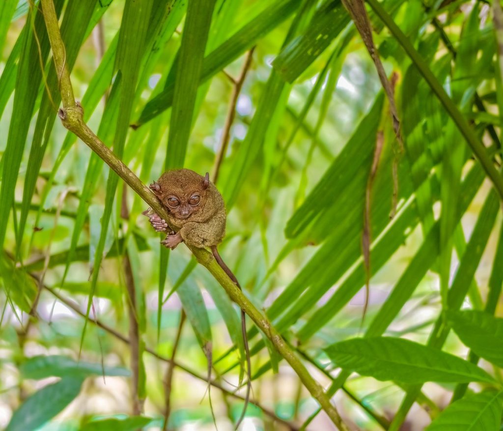 Best Places to See Wildlife - Indonesia - Tarsier