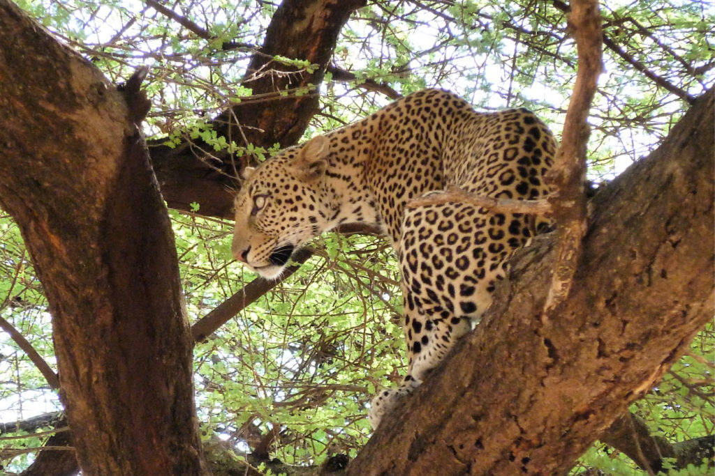 Wildlife Adventures in Kenya