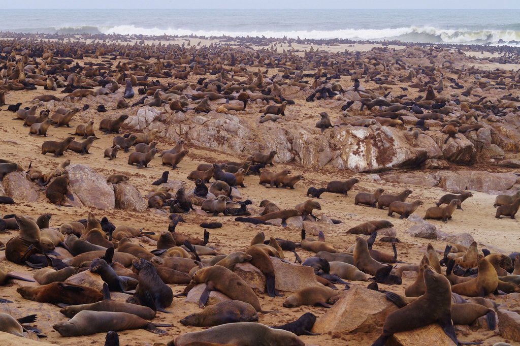 Wildlife Adventure with Seals in Namibia